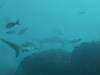 106 - Dive6-1 Roca Redondo