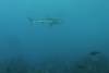 112 - Dive6-1 Roca Redondo