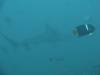 113 - Dive6-1 Roca Redondo