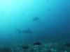 115 - Dive6-1 Roca Redondo