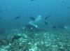 116 - Dive6-1 Roca Redondo