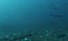 118 - Dive6-1 Roca Redondo