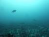 119 - Dive6-1 Roca Redondo