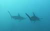 123 - Dive6-1 Roca Redondo