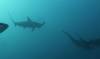 124 - Dive6-1 Roca Redondo