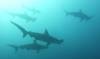 125 - Dive6-1 Roca Redondo