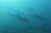 126 - Dive6-1 Roca Redondo