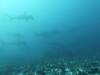 127 - Dive6-1 Roca Redondo