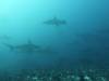128 - Dive6-1 Roca Redondo