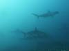 129 - Dive6-1 Roca Redondo