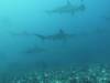 130 - Dive6-1 Roca Redondo