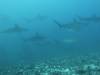 132 - Dive6-1 Roca Redondo