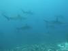 133 - Dive6-1 Roca Redondo