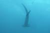 134 - Dive6-1 Roca Redondo
