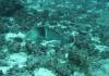 136 - Dive6-1 Roca Redondo