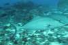 137 - Dive6-1 Roca Redondo