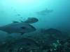 138 - Dive6-1 Roca Redondo