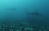 140 - Dive6-1 Roca Redondo