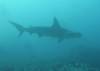 141 - Dive6-1 Roca Redondo