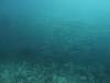 145 - Dive6-1 Roca Redondo
