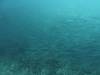 146 - Dive6-1 Roca Redondo