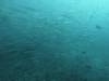 147 - Dive6-1 Roca Redondo