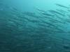 148 - Dive6-1 Roca Redondo