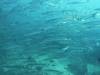 150 - Dive6-1 Roca Redondo