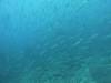 151 - Dive6-1 Roca Redondo