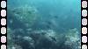 153 - Dive6-1 Roca Redondo