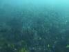 154 - Dive6-1 Roca Redondo