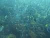 155 - Dive6-1 Roca Redondo