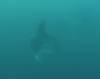 104 - Dive6-2 Punta Vicente Roca