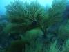 107 - Dive6-2 Punta Vicente Roca