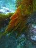 111 - Dive6-2 Punta Vicente Roca