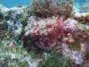 119 - Dive6-2 Punta Vicente Roca