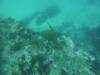 120 - Dive6-2 Punta Vicente Roca