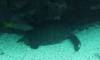 121 - Dive6-2 Punta Vicente Roca