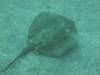 101 - Dive6-3 Punta Vicente Roca