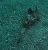 105 - Dive6-3 Punta Vicente Roca