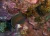 112 - Dive6-3 Punta Vicente Roca