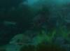 113 - Dive6-3 Punta Vicente Roca