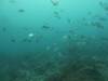 121 - Dive6-3 Punta Vicente Roca
