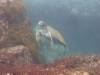 126 - Dive6-3 Punta Vicente Roca
