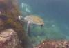 127 - Dive6-3 Punta Vicente Roca