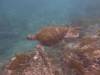 129 - Dive6-3 Punta Vicente Roca