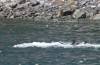 106 - Dive6-4 Panga Ride