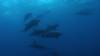105 - Galapagos Aggressor Pix