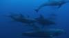 106 - Galapagos Aggressor Pix