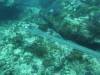 Dive4-1 Ruppert's Reef-112 Dive4-1 Ruppert's Reef